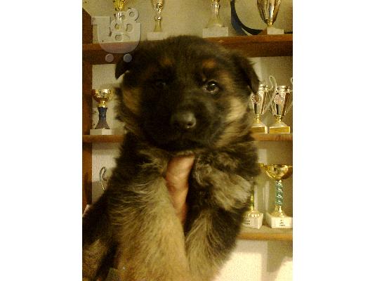 PoulaTo: German Shepherd